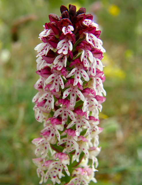 Orchis brûlé