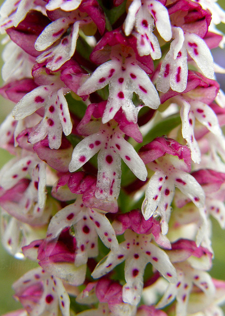 Orchis brûlé