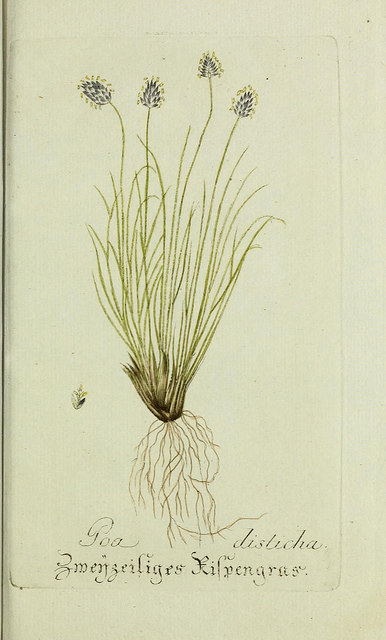 Oreochloa