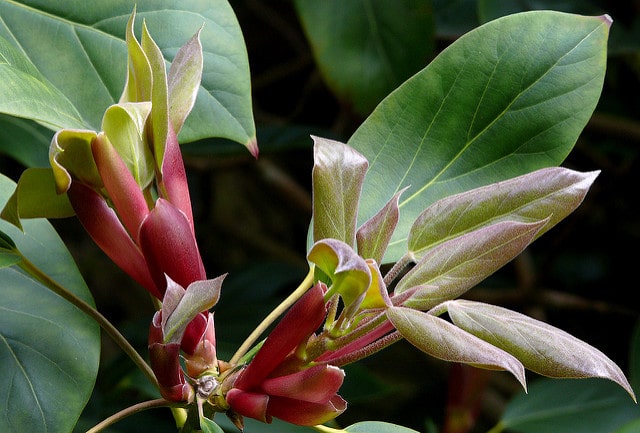 Oreopanax capitatus (Oreopanax capitatus)