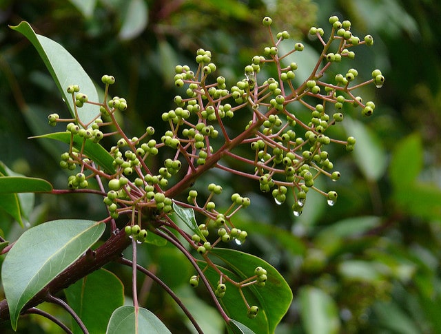 Oreopanax capitatus