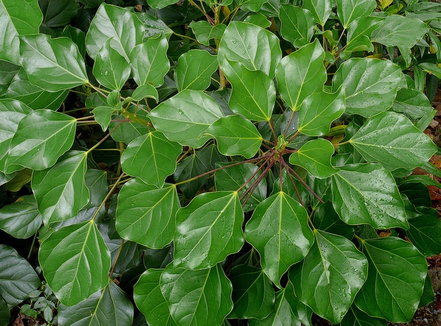 Oreopanax capitatus