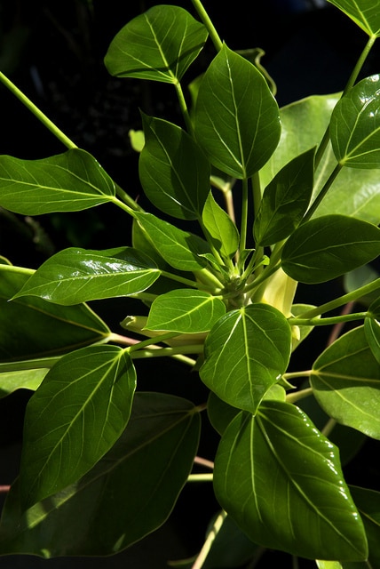 Oreopanax capitatus