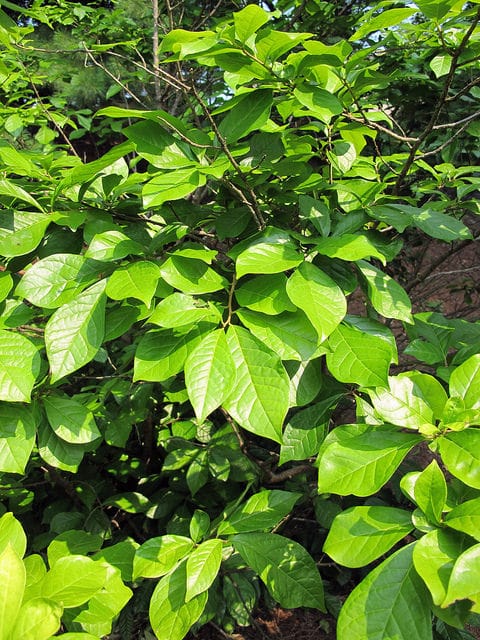 Orixa japonica