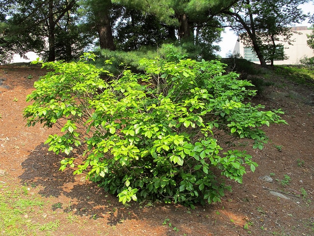 Orixa japonica
