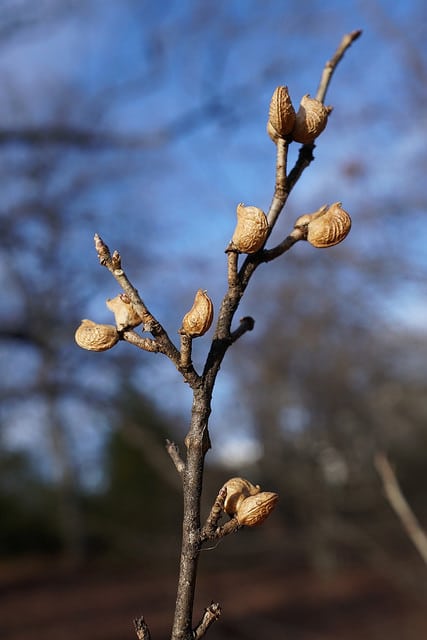 Orixa japonica