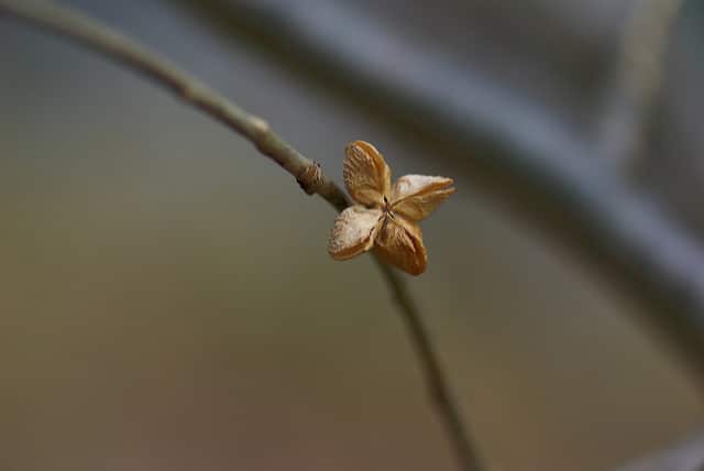 Orixa japonica