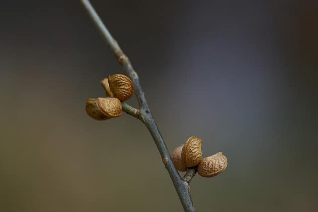Orixa japonica