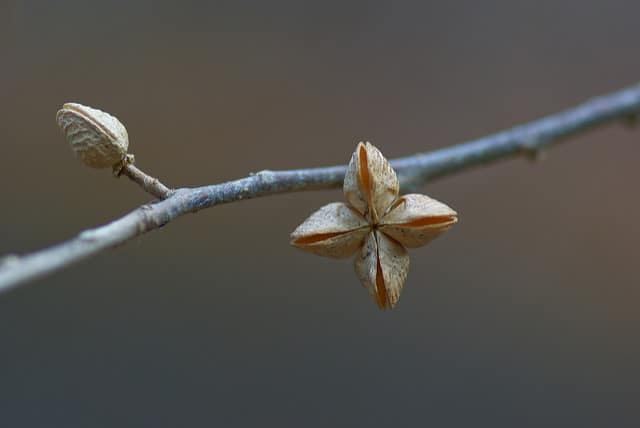 Orixa japonica (Orixa japonica)