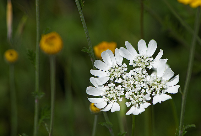 Orlaya à grandes fleurs