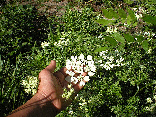 Orlaya à grandes fleurs