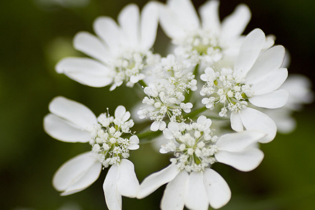 Orlaya à grandes fleurs