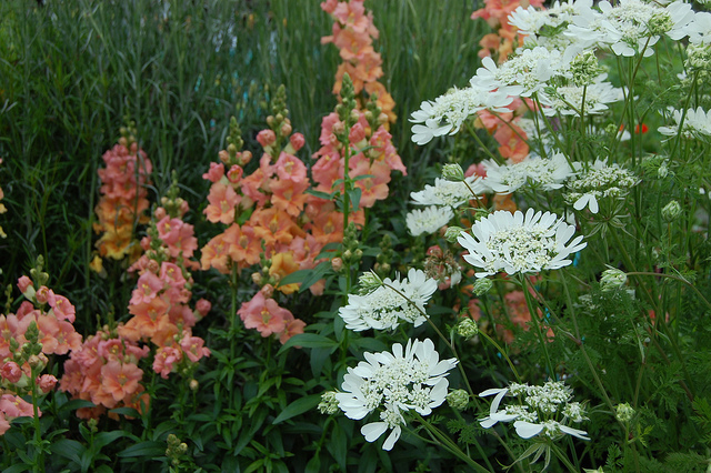 Orlaya à grandes fleurs
