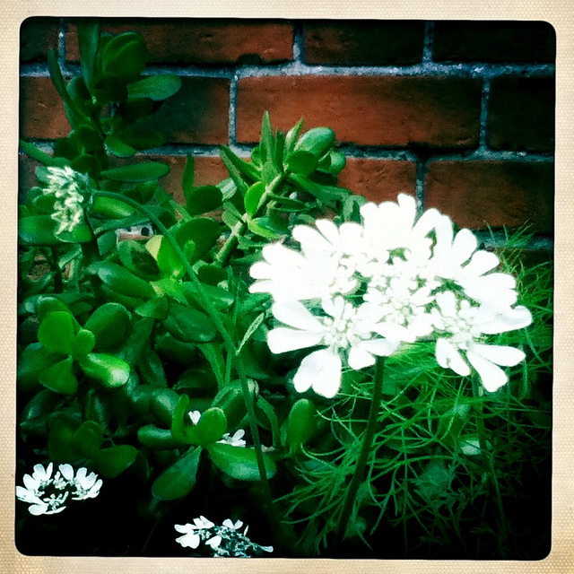 Orlaya à grandes fleurs