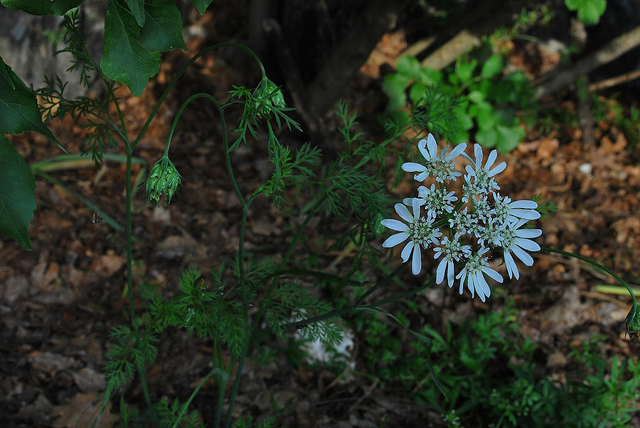Orlaya à grandes fleurs (Orlaya grandiflora)