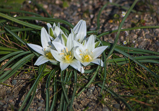 Ornithogalum arabicum