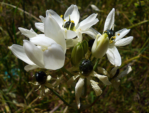 Ornithogalum arabicum