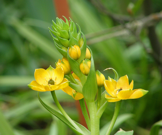 Ornithogalum arabicum