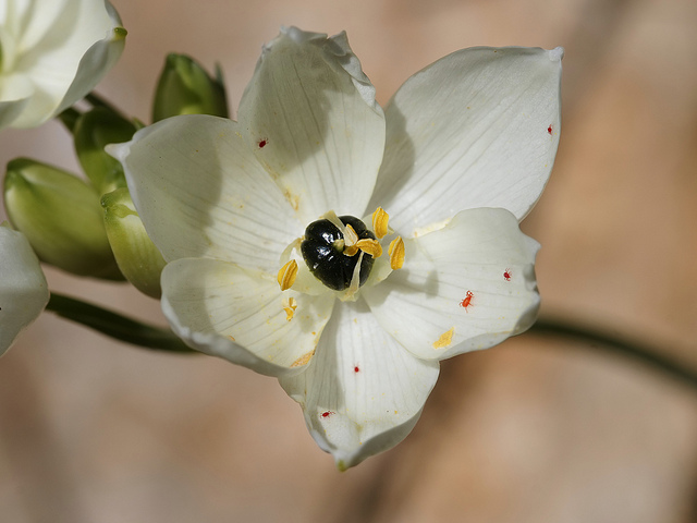Ornithogalum arabicum (Ornithogalum arabicum)