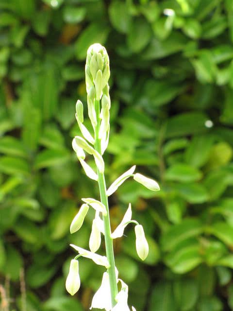Jacinthe du cap (Ornithogalum candicans)