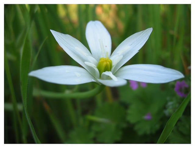 Ornithogale sans tige (Ornithogalum exscapum)