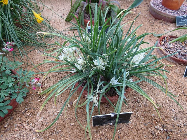 Ornithogalum fimbriatum (Ornithogalum fimbriatum)