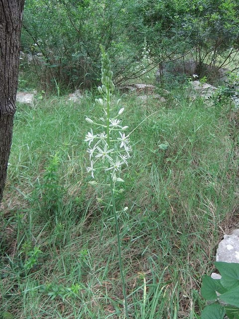 Ornithogalum magnum (Ornithogalum magnum)