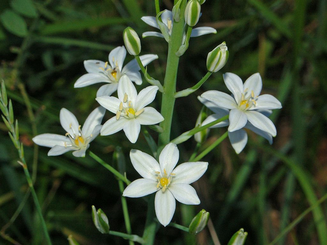 Ornithogale de narbonne