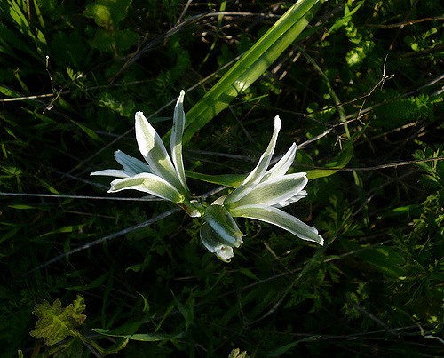 Ornithogale penché (Ornithogalum nutans)