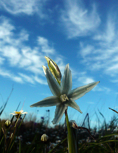 Ornithogale penché