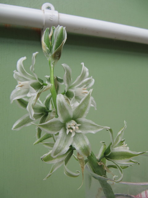 Ornithogale penché