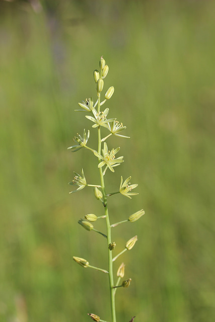 Ornithogale des pyrénées