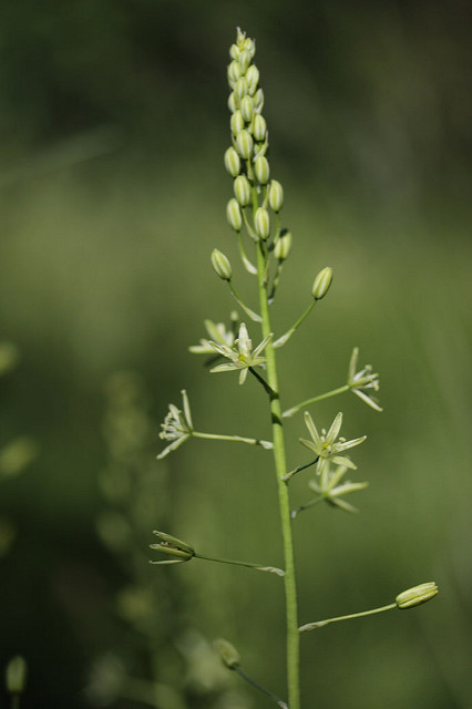 Ornithogale des pyrénées