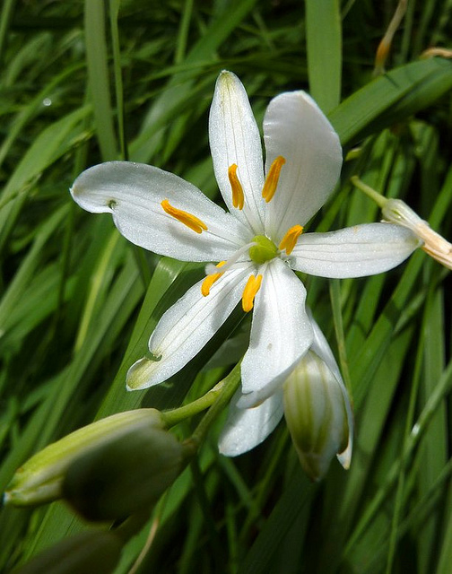 Ornithogale des pyrénées
