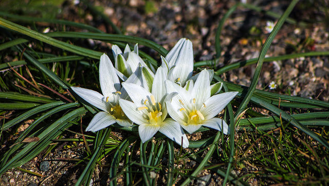 Ornithogale saundersiae