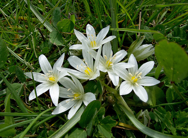 Ornithogale saundersiae