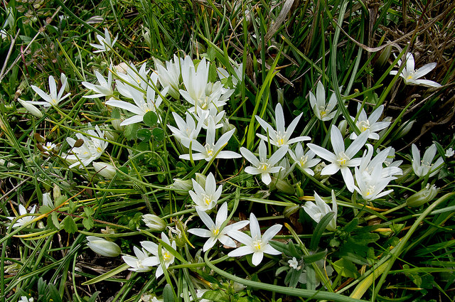 Ornithogale saundersiae