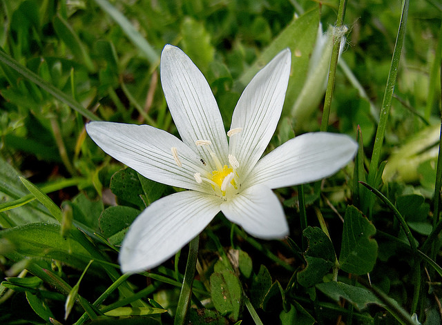 Ornithogale saundersiae