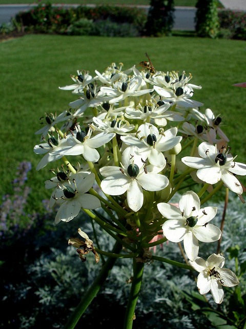 Ornithogale saundersiae