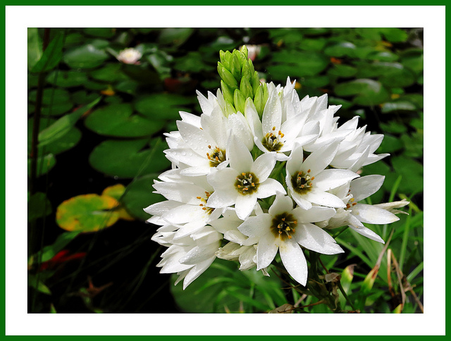 Ornithogale en thyrse (Ornithogalum thyrsoides)