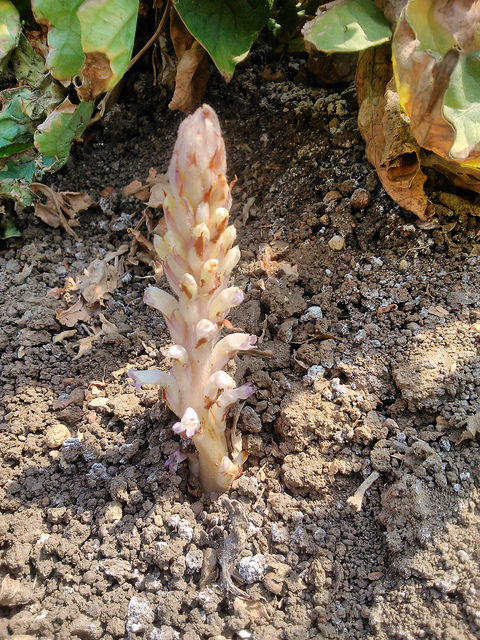 Orobanche penchée (Orobanche cernua)