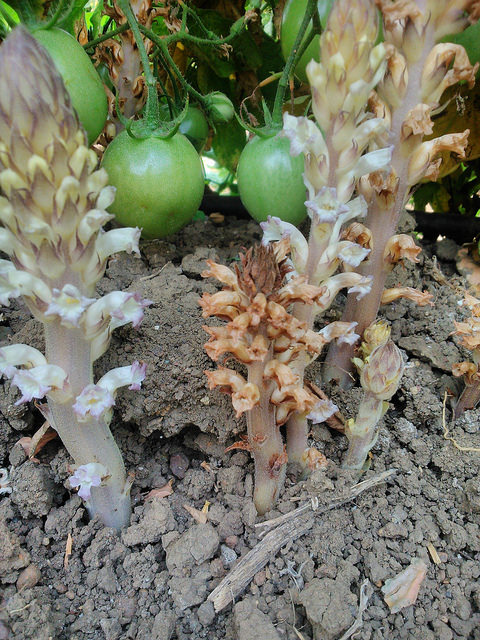 Orobanche penchée