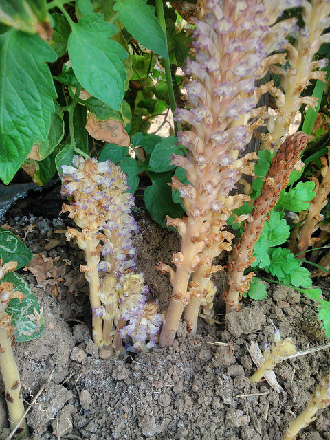 Orobanche penchée