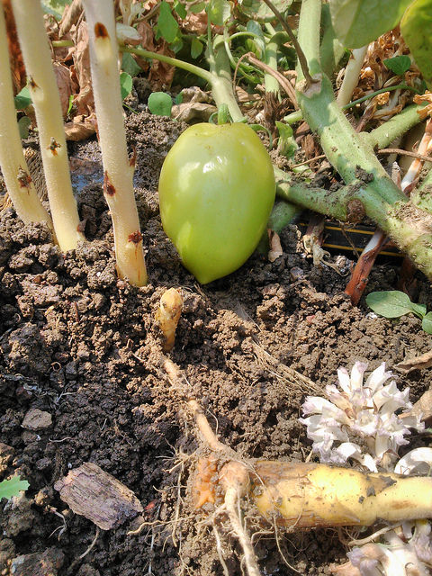 Orobanche penchée