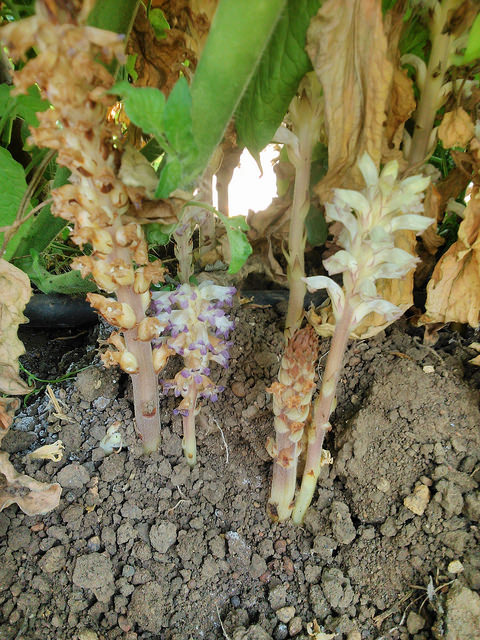 Orobanche penchée