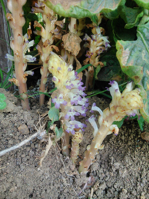 Orobanche penchée