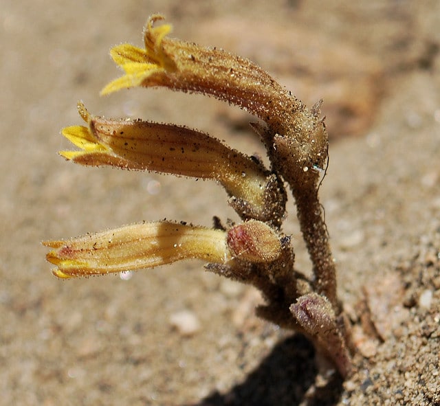 Orobanche fasciculata (Orobanche fasciculata)