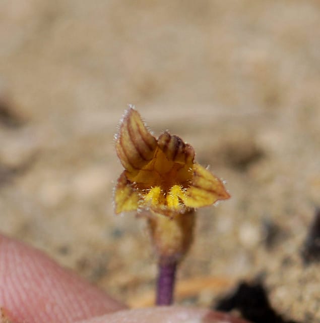 Orobanche fasciculata