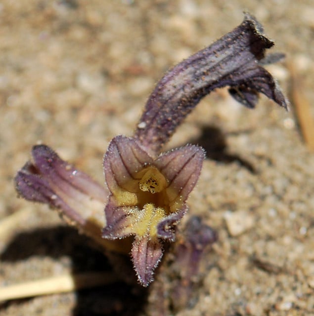 Orobanche fasciculata