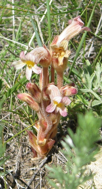 Orobanche fasciculata